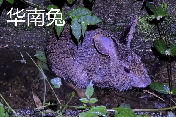 野兔的品种,常见的有东北兔、东北黑兔等