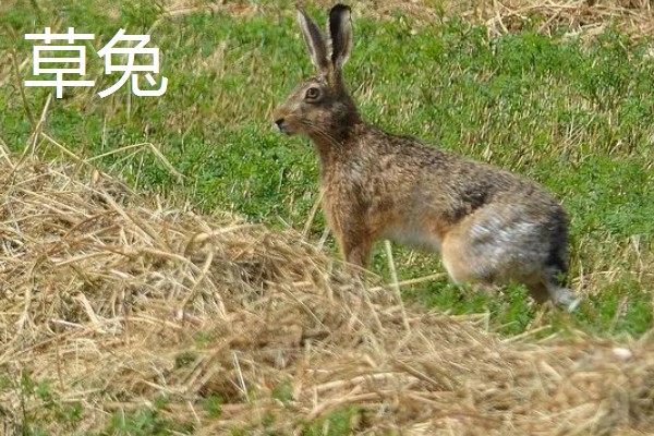 野兔的品种,常见的有东北兔、东北黑兔等