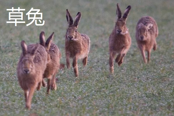 野兔的品种,常见的有东北兔、东北黑兔等