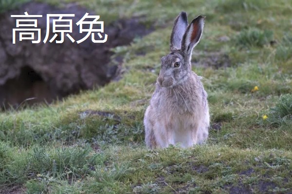 野兔的品种,常见的有东北兔、东北黑兔等