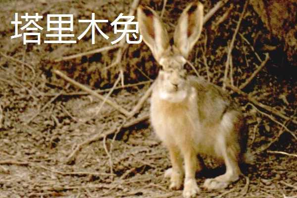 野兔的品种,常见的有东北兔、东北黑兔等