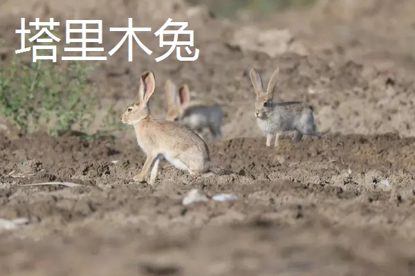 野兔的品种,常见的有东北兔、东北黑兔等