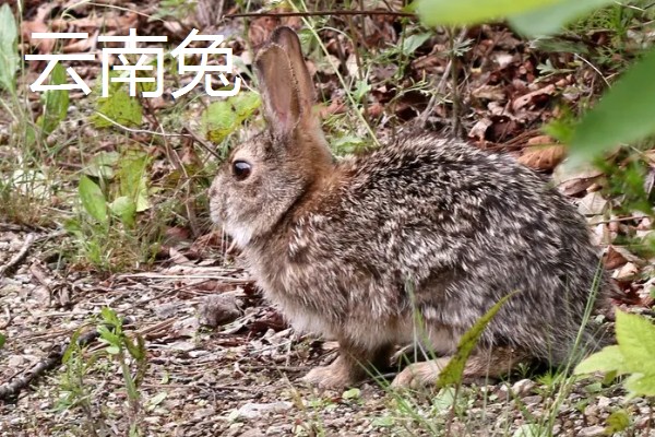 野兔的品种,常见的有东北兔、东北黑兔等