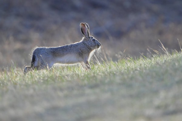 野兔的品种,常见的有东北兔、东北黑兔等