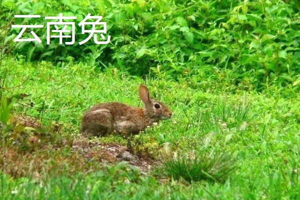 野兔的品种,常见的有东北兔、东北黑兔等