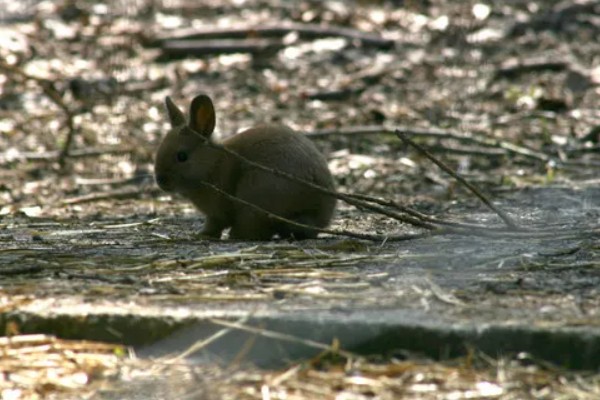 野兔的品种,常见的有东北兔、东北黑兔等
