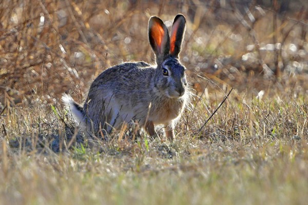 野兔的品种,常见的有东北兔、东北黑兔等