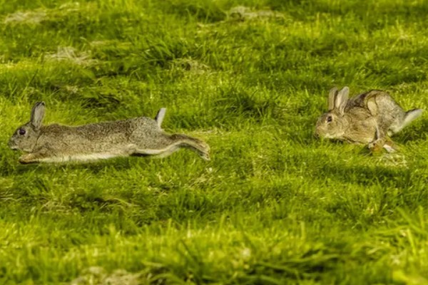 野兔的品种,常见的有东北兔、东北黑兔等