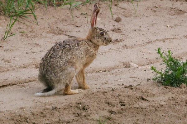 野兔的品种,常见的有东北兔、东北黑兔等