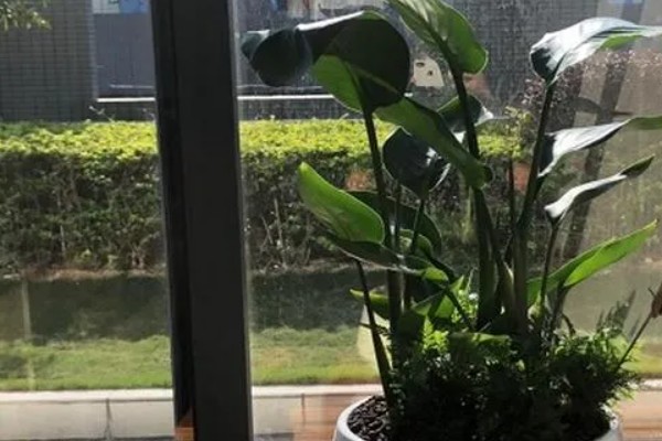 鹤望兰如何养殖，每隔20天追肥一次