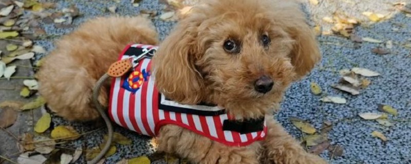 狗狗皮肤增厚发黑的原因，可能是真菌感染所致