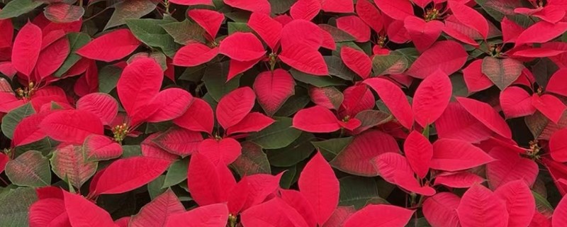 春节有哪些盆栽开花，常见的有鸿运当头、君子兰等