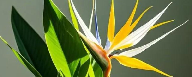 天堂鸟耐低温吗，天堂鸟不耐寒