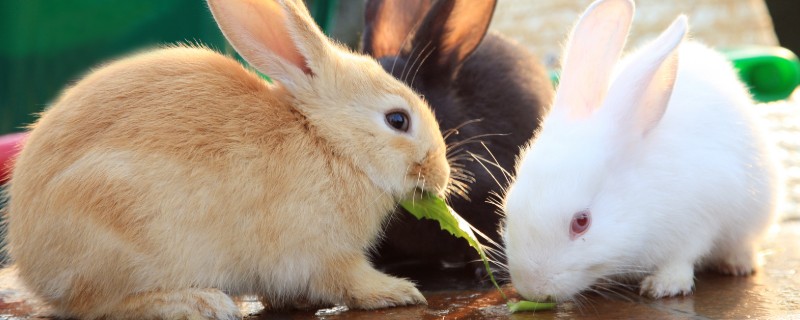 公兔绝育的优点，能起到减少发情、预防睾丸炎等作用