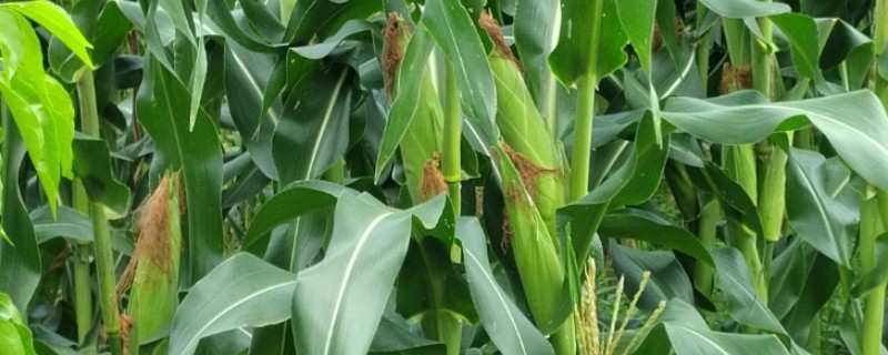 玉米长出14片叶能不能打控旺药，过晚控旺会导致植株异常缩节
