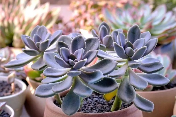 怎么养冬美人，适宜的生长温度为18-25℃