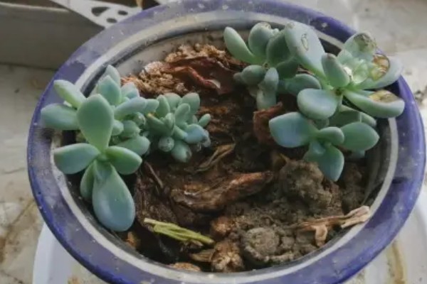 怎么养冬美人，适宜的生长温度为18-25℃