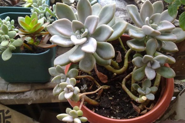 怎么养冬美人，适宜的生长温度为18-25℃