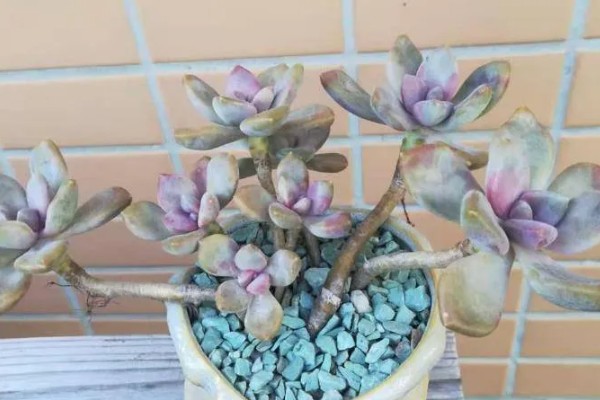 怎么养冬美人，适宜的生长温度为18-25℃