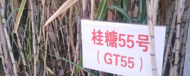 桂糖55号的产量表现，亩产量约为7370kg左右