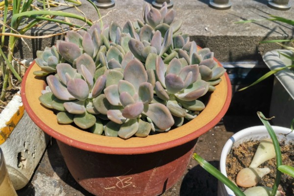 怎么养冬美人，适宜的生长温度为18-25℃