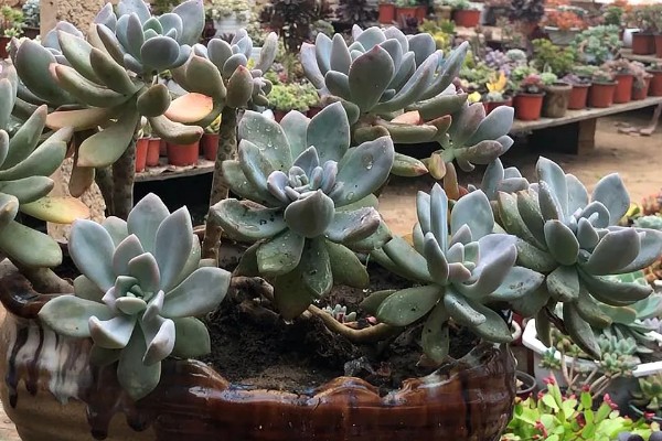 怎么养冬美人，适宜的生长温度为18-25℃