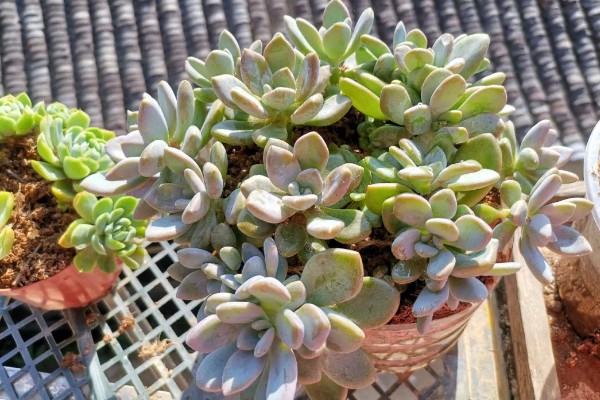 怎么养冬美人，适宜的生长温度为18-25℃