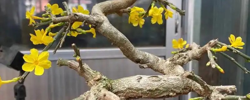 迎春老枝的生根方法，可使用扦插的方式
