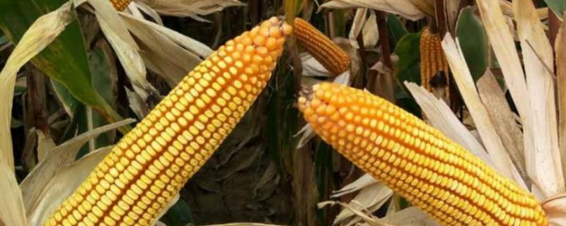 KH385玉米种子特点，苗期防治地老虎等地下害虫