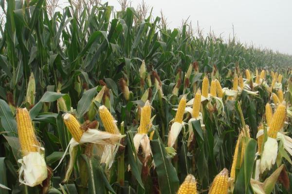 KH385玉米种子特点，苗期防治地老虎等地下害虫