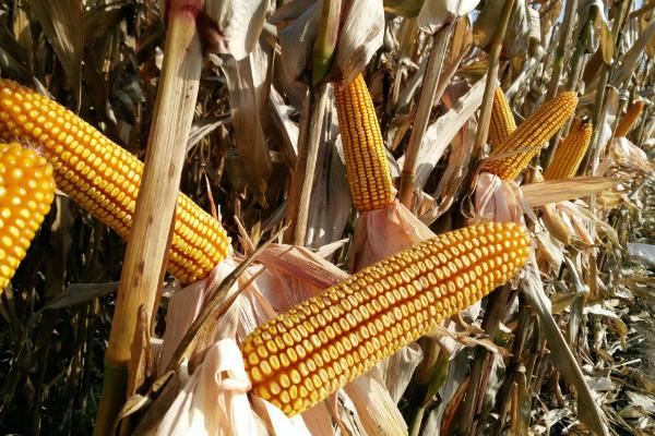 垦单1971玉米种子特征特性,苗期防治地下害虫