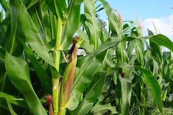 垦单1971玉米种子特征特性,苗期防治地下害虫