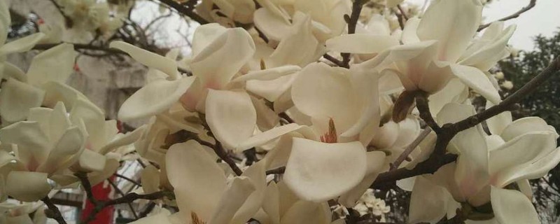 玉兰有什么花语，代表报恩、真挚的爱意等含义
