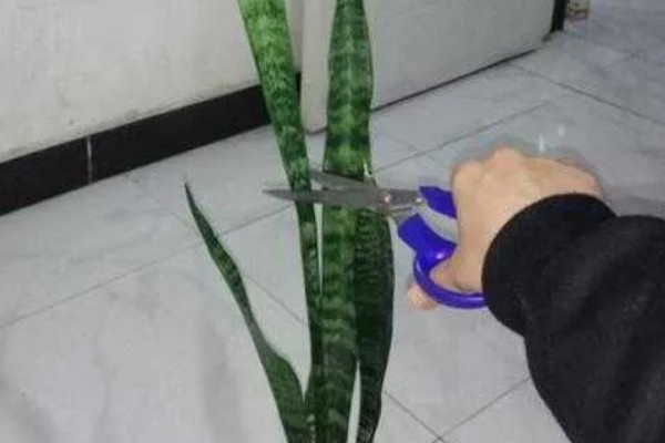 虎皮兰开花的粘液有没有毒，是没有毒的