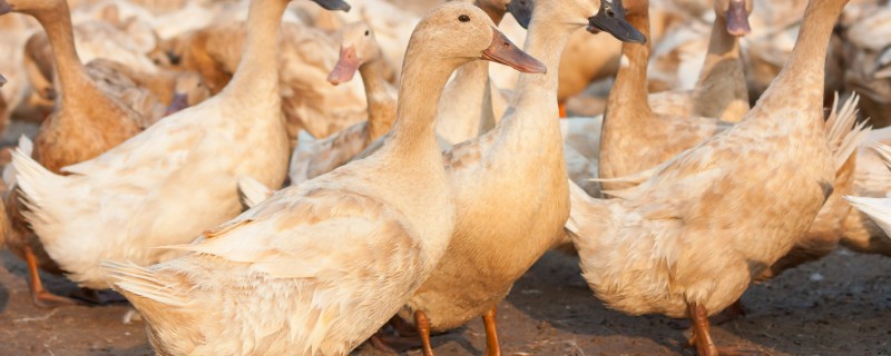 蛋鸭养殖的夜间管理方式，首先需要保持安静