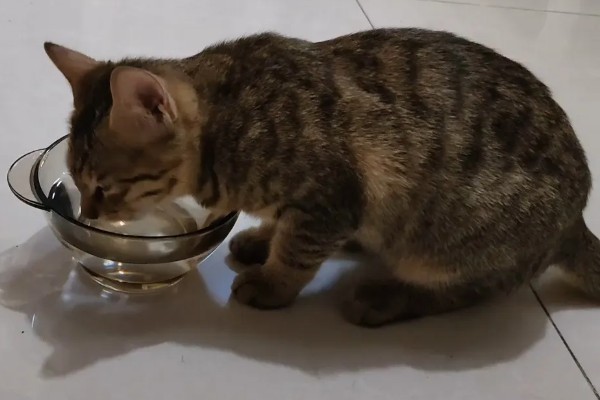 怎样照顾患肾病的猫，首先要调整饮食