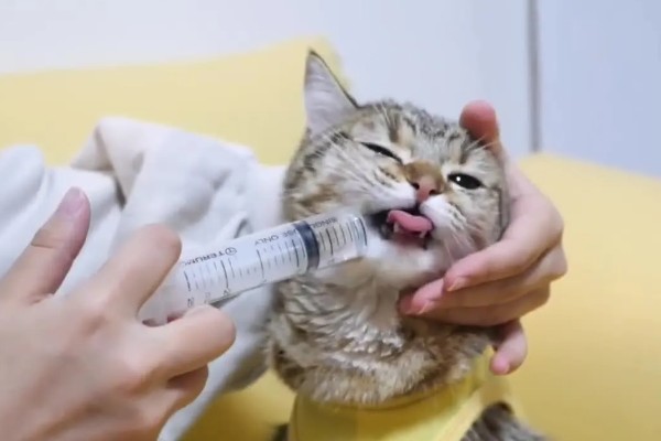 怎样照顾患肾病的猫，首先要调整饮食