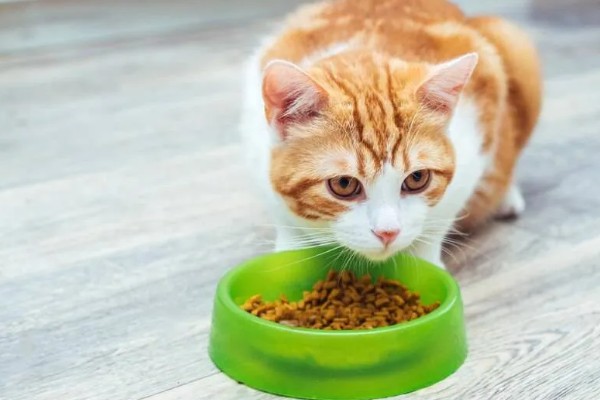 怎样照顾患肾病的猫，首先要调整饮食