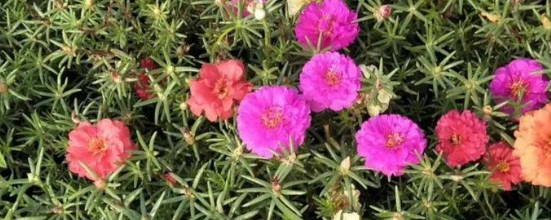 怎么养半枝莲，喜欢湿润的环境