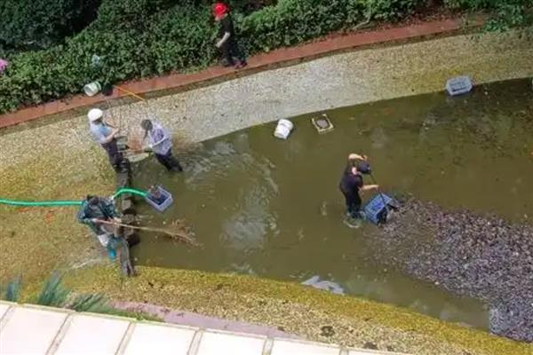 鲈鱼水花苗怎么养殖,水温要保持在20-30℃