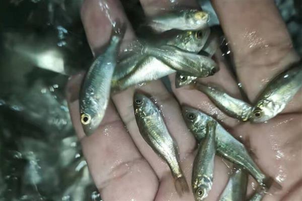 鲈鱼水花苗怎么养殖,水温要保持在20-30℃