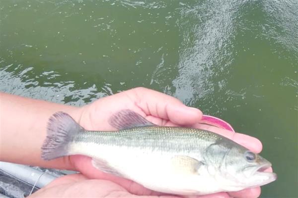 鲈鱼水花苗怎么养殖,水温要保持在20-30℃