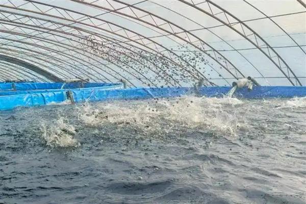 鲈鱼水花苗怎么养殖,水温要保持在20-30℃