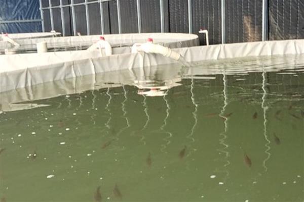 鲈鱼水花苗怎么养殖,水温要保持在20-30℃