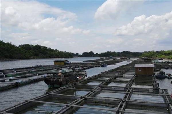 鲈鱼水花苗怎么养殖,水温要保持在20-30℃