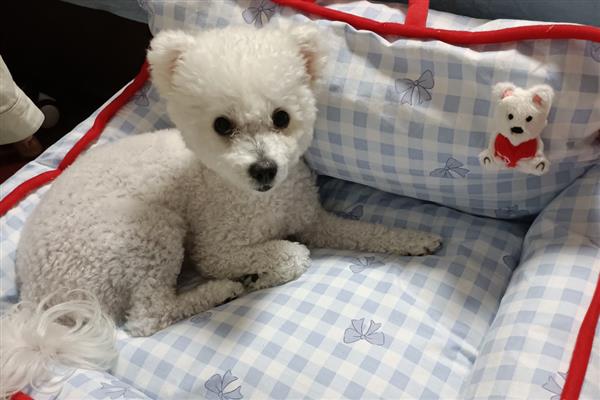 狗狗爱你的表现，会表现出喜欢靠着你、喜欢给你东西等