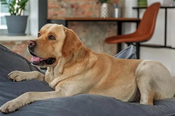 狗狗爱你的表现，会表现出喜欢靠着你、喜欢给你东西等