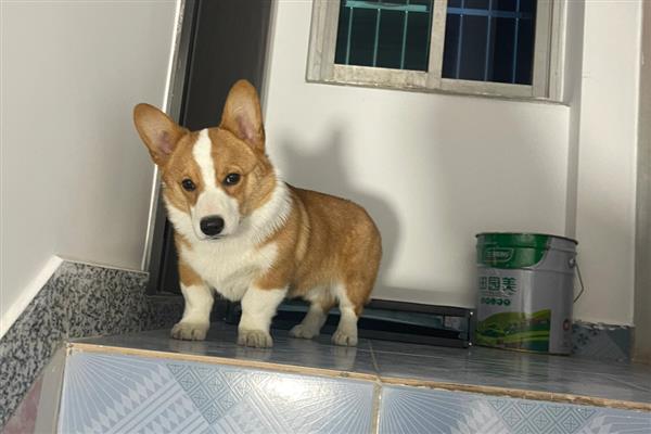 狗狗爱你的表现，会表现出喜欢靠着你、喜欢给你东西等