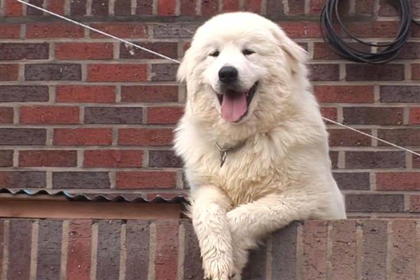 狗狗爱你的表现，会表现出喜欢靠着你、喜欢给你东西等