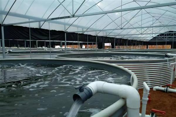 鲈鱼水花苗怎么养殖,水温要保持在20-30℃